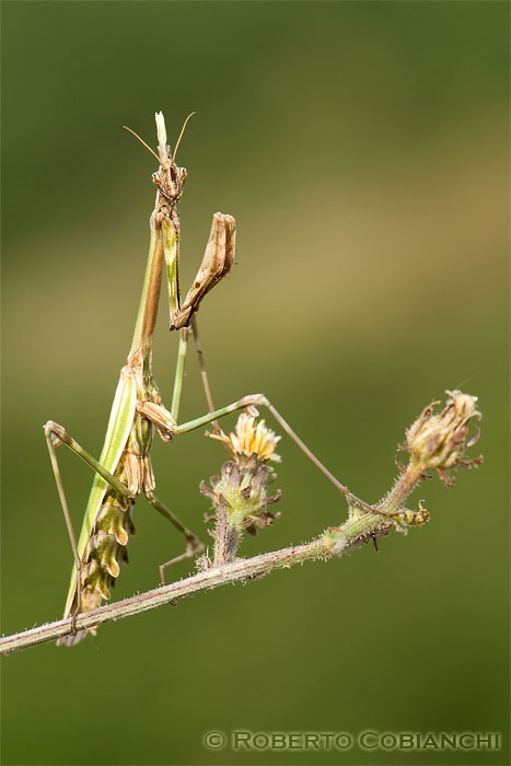 Empusa pennata